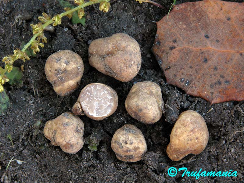 Tuber borchii var. sphaerosperma